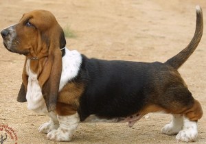Basset hound