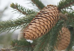 Norway-Spruce-cones