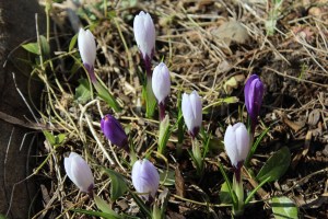 Finally crocus blooms
