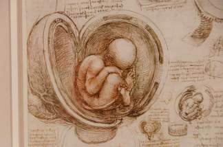 Leonardo baby in the womb