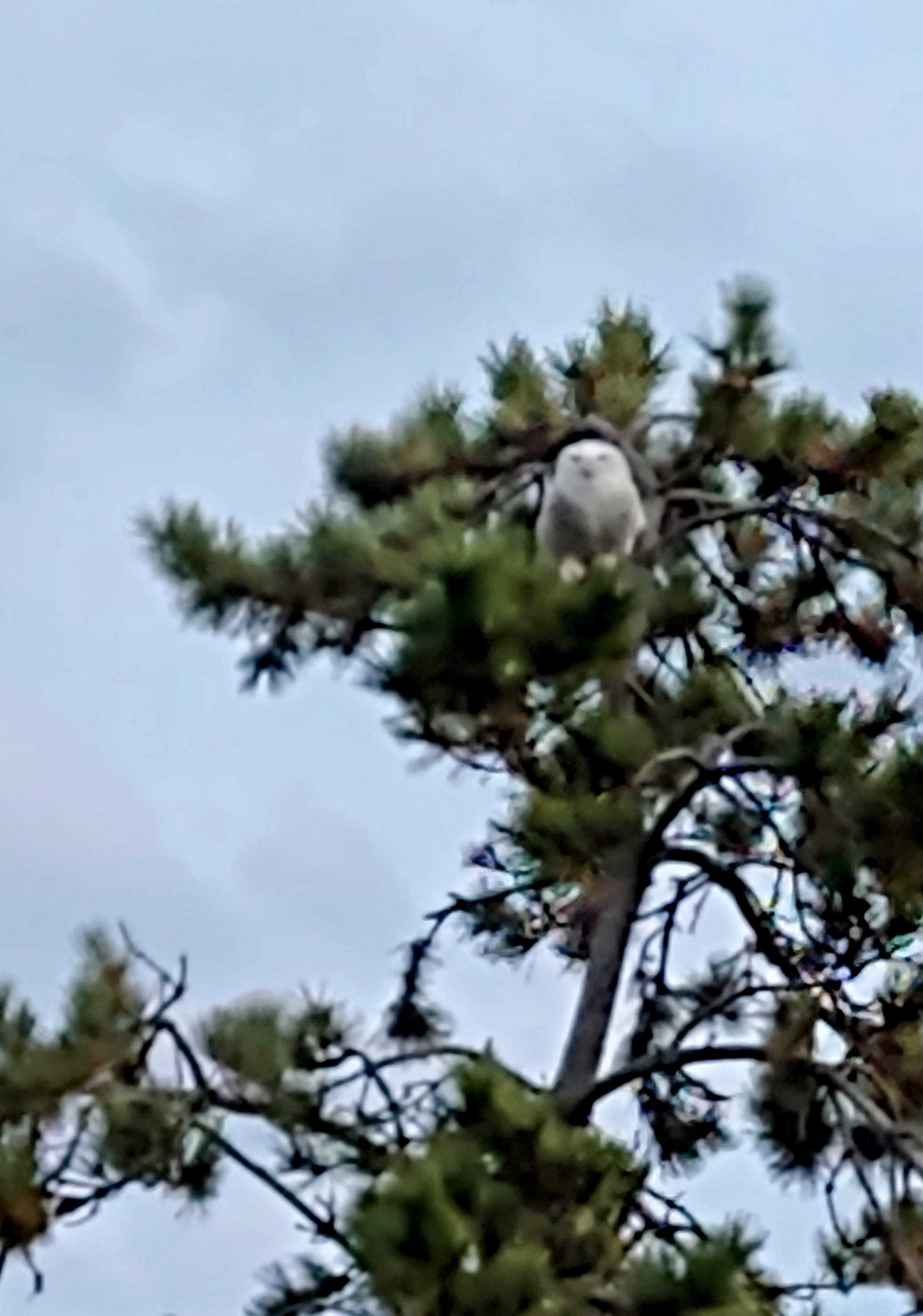 Sachuest Snowy Owl checking out the menu