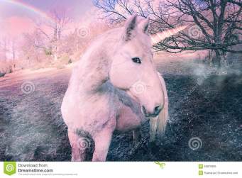 unicorn-beautiful-wild-ID50870985 Beyondthesurface