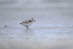 White Rumped sandpiper