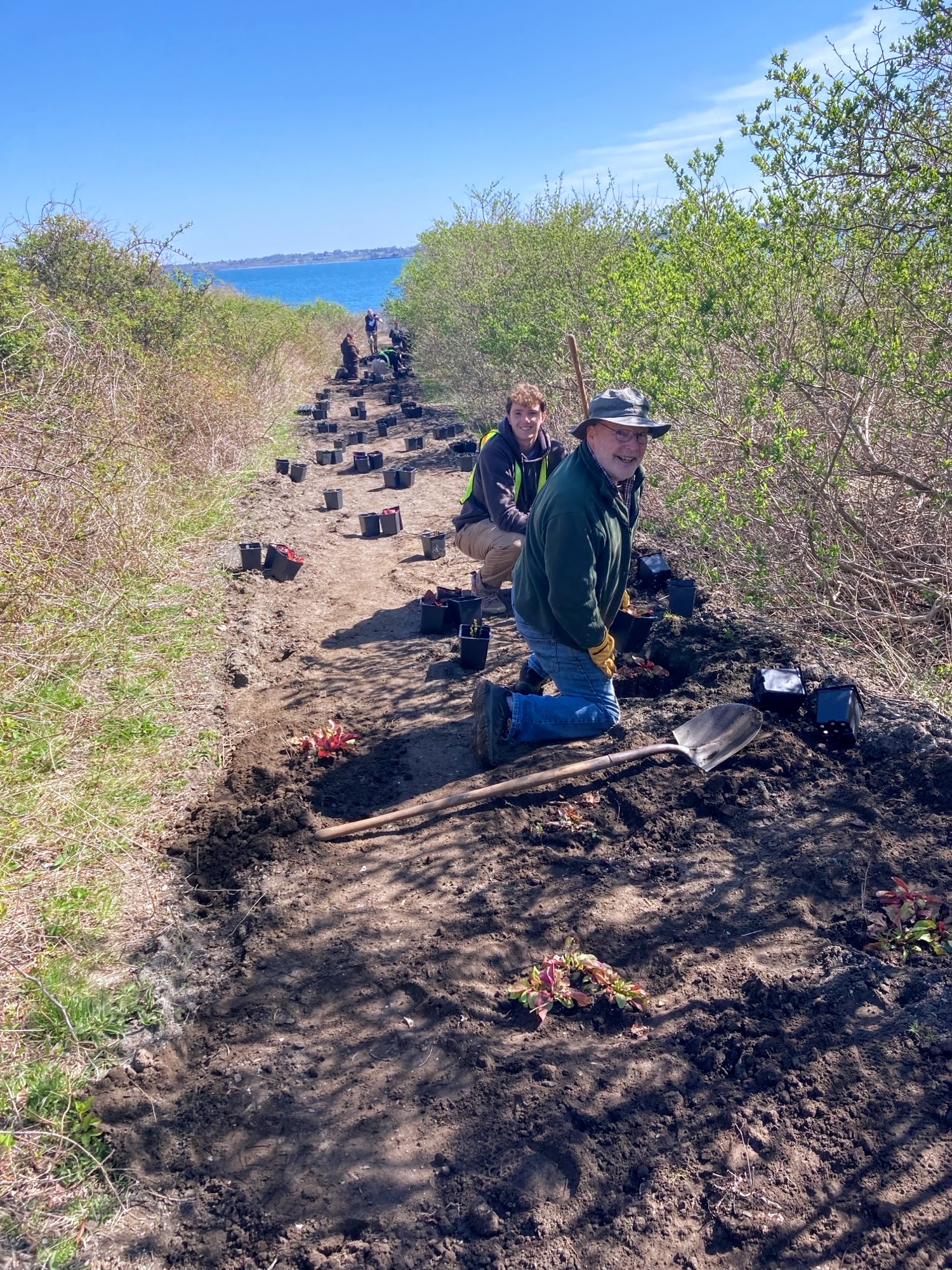 Sachuest planting with the team
