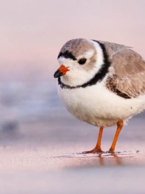 Minks, Piping Plovers, and&nbsp;AI
