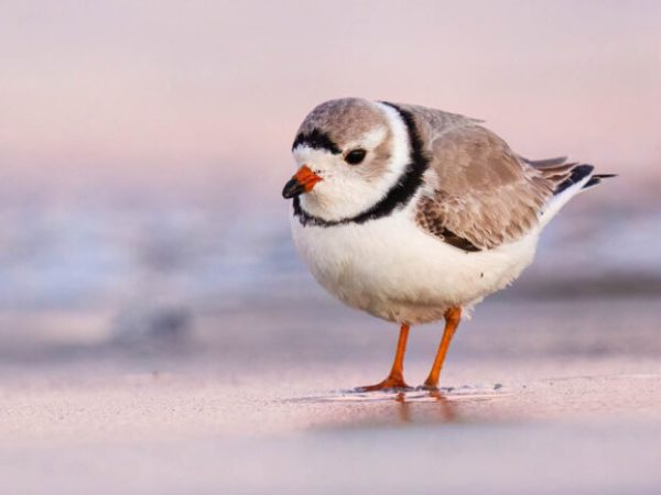 Minks, Piping Plovers, and&nbsp;AI