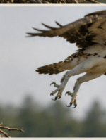 Fledging